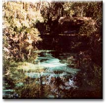 Fern Hammock at Juniper Springs